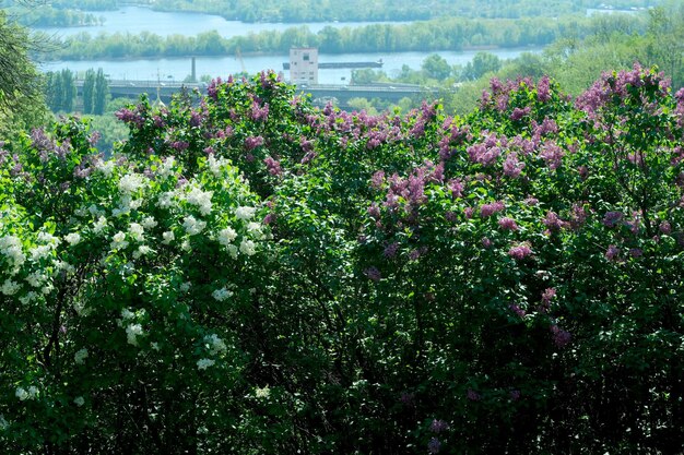 Uma linda e exuberante flor de lila num jardim botânico num brilhante e ensolarado dia de primavera