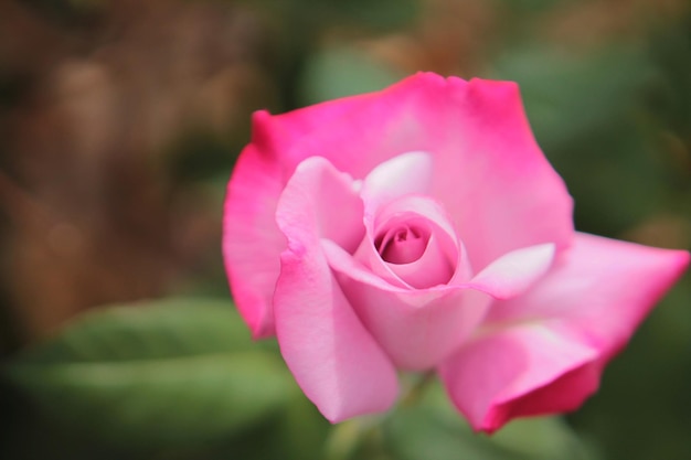 Uma linda e tenra rosa abriu seu botão e sorri para o sol