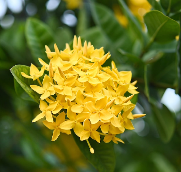 Uma linda flor amarela de Ixora com folhas verdes está florescendo no jardim.