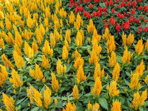 Uma linda flor de manhã