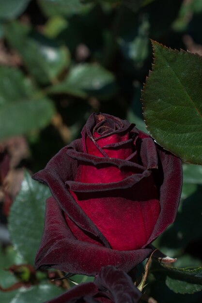 Uma linda flor de rosa colorida