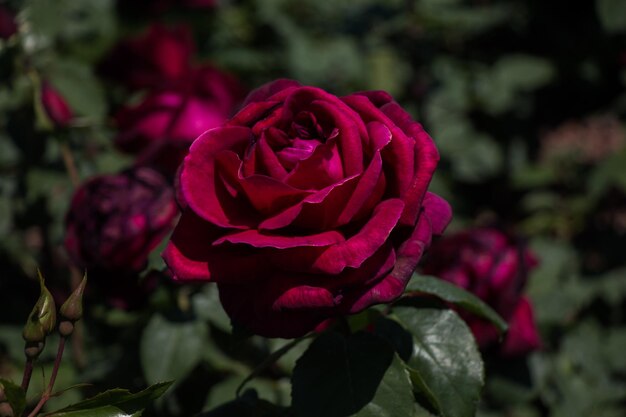 Uma linda flor de rosa colorida