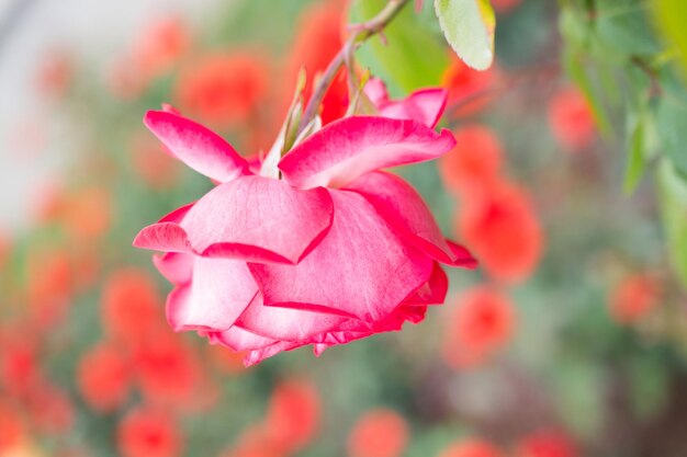 Uma linda flor de rosa colorida