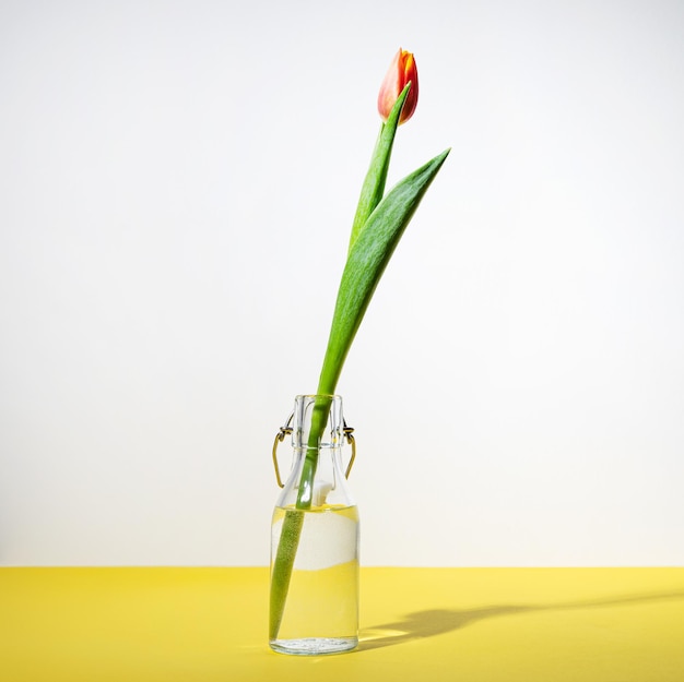 Uma linda flor de tulipa amarela vermelha em uma garrafa de vidro em um fundo amarelo branco com uma sombra Vista frontal e espaço de cópia