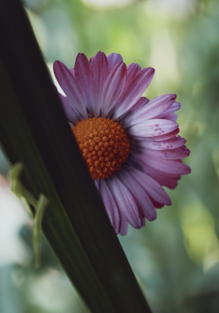 Foto uma linda flor margarida em plena floração enfeitando um jardim com sua beleza durante a encantadora primavera