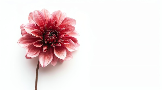 Uma linda flor rosa de dália em plena floração contra um fundo branco A flor é delicada e feminina com pétalas suaves e aveludadas