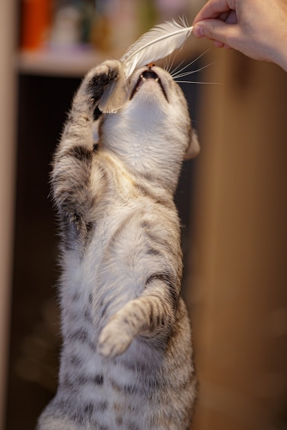 Uma linda gata cinza está sentada no sofá, brincando com uma pena e olhando para minha ostensiva. jogos de gatos. animal lúdico e engraçado. ideia e conceito do que a quarentena fará em casa