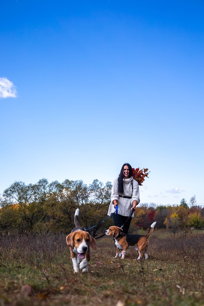 Uma linda jovem caminha na floresta de outono com dois cães beagle ativos