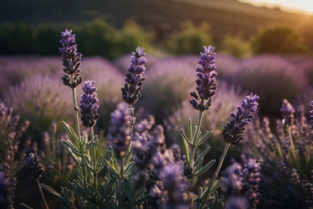 uma linda lavanda em flor crescendo no campo