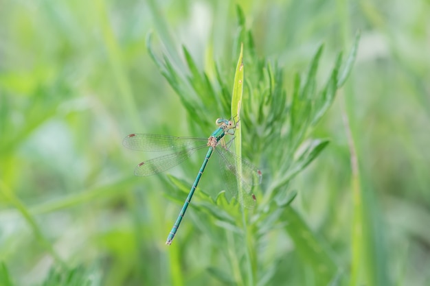 Uma linda libélula verde com olhos grandes pousada em um galho seco