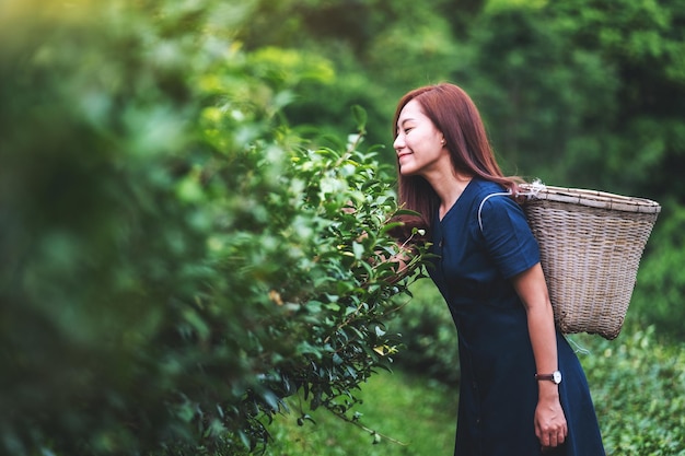 Uma linda mulher asiática colhendo folhas de chá em uma plantação de chá nas terras altas