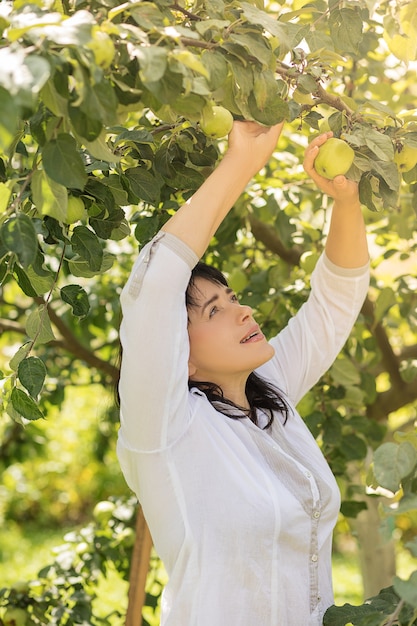 Uma linda mulher está colhendo maçãs verdes de uma árvore em seu jardim