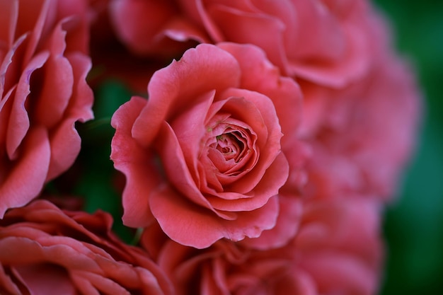 Uma linda rosa rosa em um arco