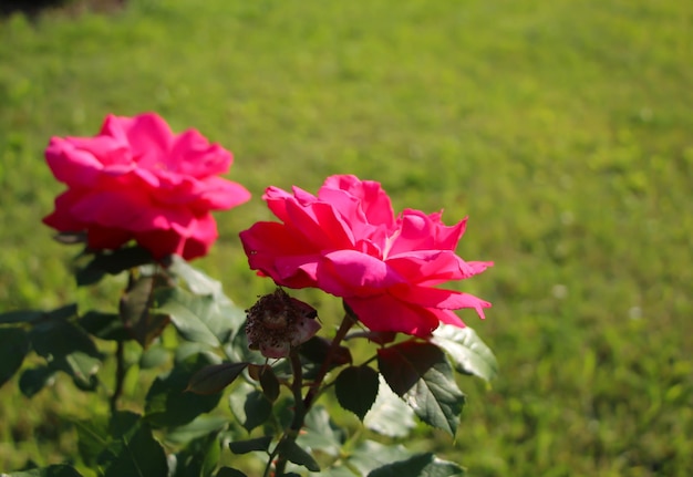 Foto uma linda rosa rosa em uma variedade de fundo de jardim verde embaçada gaujard