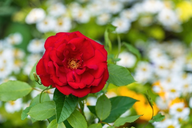 Foto uma linda rosa vermelha no parque.