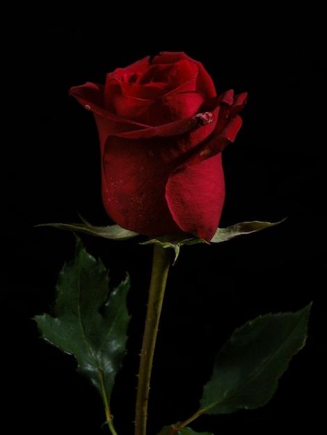 uma linda rosa vermelha