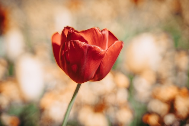 Uma linda tulipa em plena floração