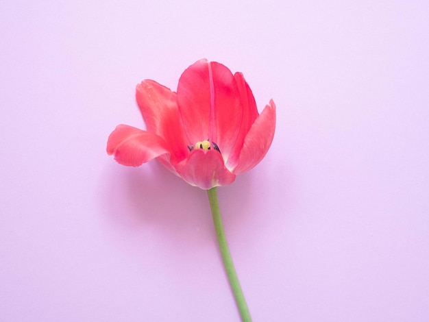 Uma linda tulipa rosa delicada em roxo Espaço para texto e cópia do Dia da Mulher