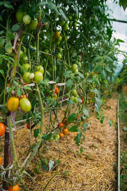 Uma longa cama de tomates na estufa da fazenda. Arbustos altos de plantas. Colhendo e cuidando das plantas.