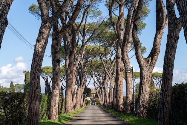 Uma longa estrada alinhada com árvores e arbustos