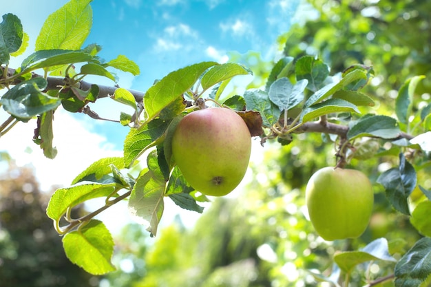 Uma maçã madura e suculenta brilhante paira sobre uma macieira no céu azul, conceito de primavera close-up