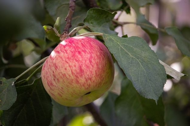 Uma maçã madura e suculenta em um galho. Frutas saudáveis da fazenda na temporada de colheita da maçã