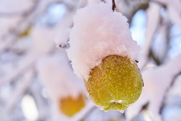 Uma maçã sob a neve durante a chegada do inverno Winter Orchard