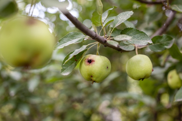 Uma maçã verde carcomida pesa em um galho de árvore no jardim. uma maçã afetada pela doença