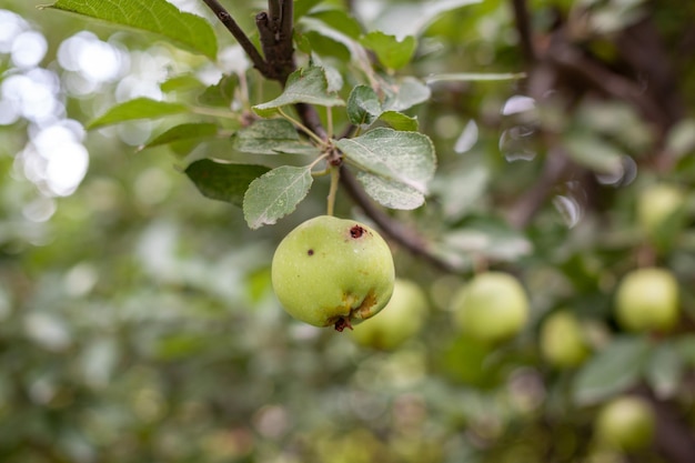 Uma maçã verde carcomida pesa em um galho de árvore no jardim. Uma maçã afetada pela doença