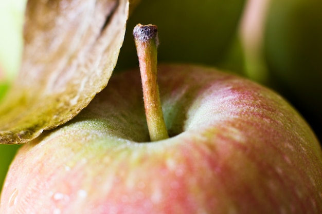 Uma maçã vermelha em gotas de água. Fotografia macro. Foco seletivo.