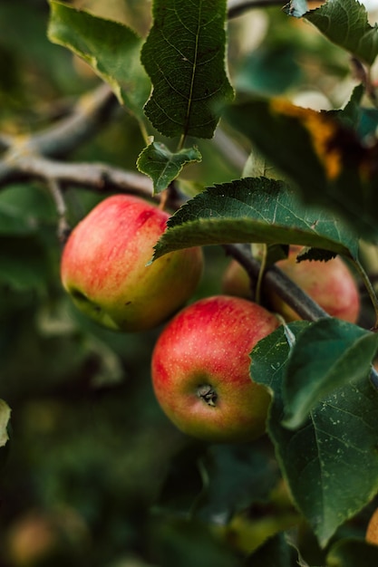 Uma maçã vermelha em um ramo no jardim crescendo maçãs dia de outono fora