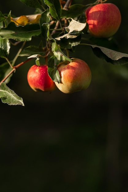 Uma maçã vermelha pendurada em uma árvore com folhas Indústria agronômica agrícola