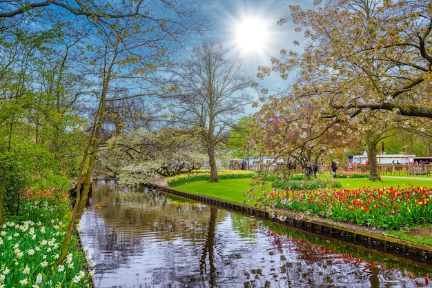 Uma macieira florescendo perto do rio no parque Keukenhof Lisse Holland Holanda