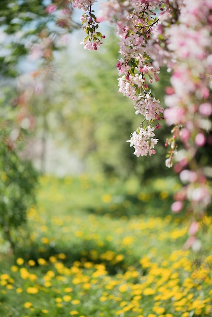 Uma macieira rosa florescente, um galho em um fundo verde embaçado da natureza no parque