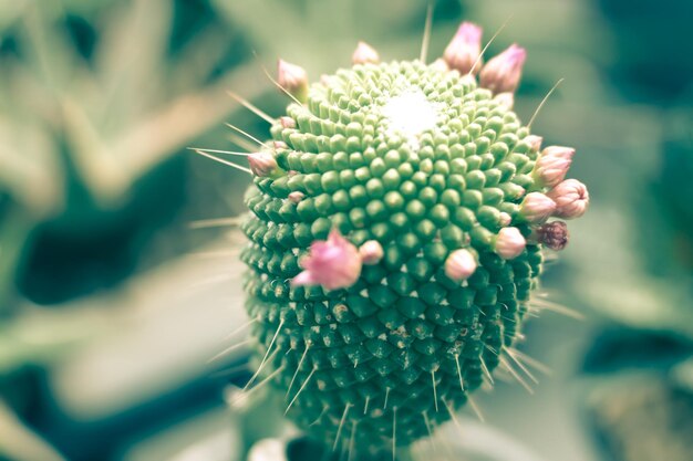 Uma macro closeup de uma bela flor de cacto Echinopsis Lobivia e uma planta verde espinhosa e espinhosa