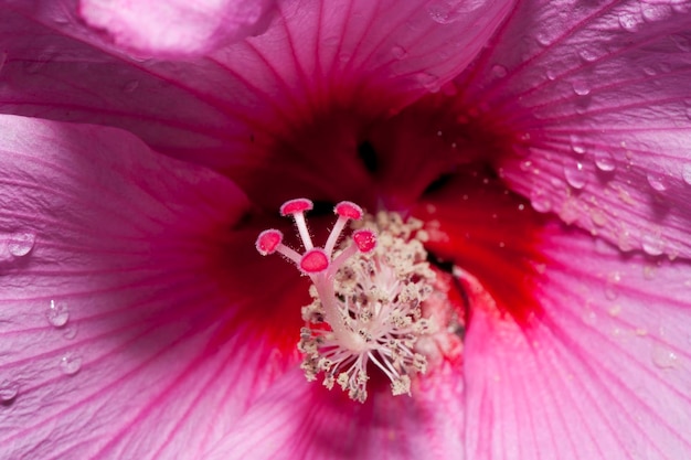 Uma macro de flor de pistilo rosa