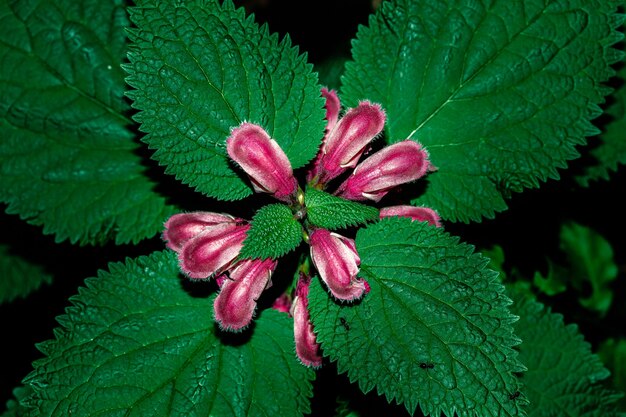 Uma macro de uma flor roxa no meio da floresta