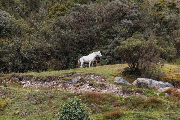 Foto uma mãe de cavalo branco está de pé em um campo com árvores e arbustos dos chorreras