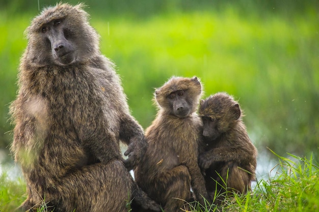 Uma mãe e seus filhos no Parque Nacional Nakuru, Quênia