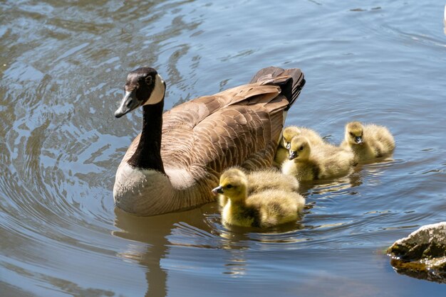 Uma mãe e sua família de patos no rio aves aquáticas da família dos patos