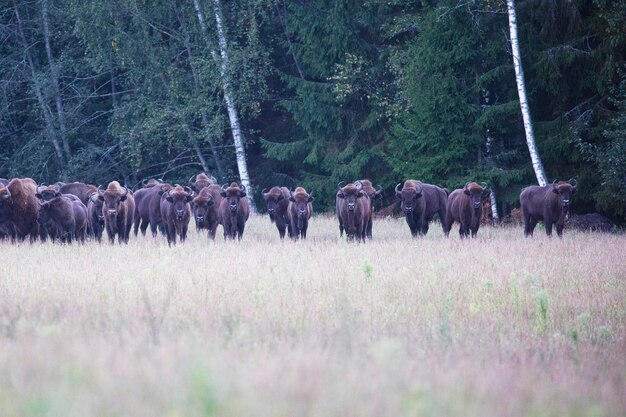 Uma manada de bisões está alerta e esperando