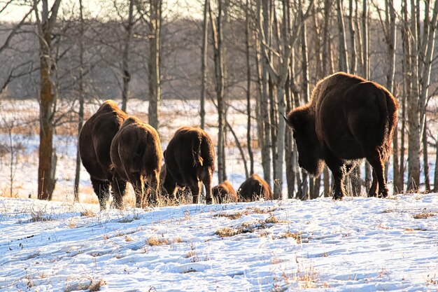 Uma manada de búfalos se afasta no inverno frio