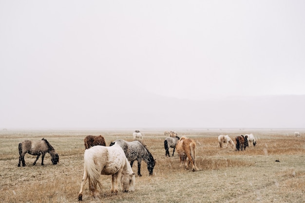 Uma manada de cavalos está caminhando pelo campo e comendo grama. Está nevando com pouca visibilidade devido a