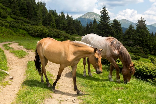 Uma manada de cavalos marrons pasta nas montanhas verdes