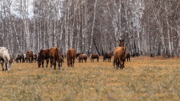 Uma manada de cavalos pasta em um grande campo. Outono pastando de cavalos no contexto da floresta de bétulas