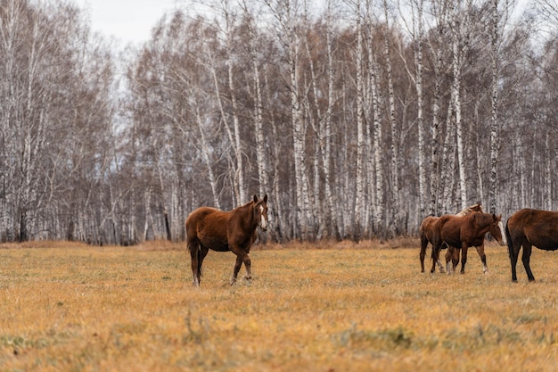 Uma manada de cavalos pasta em um grande campo. Outono pastando de cavalos no contexto da floresta de bétulas