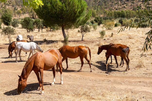 uma manada de cavalos pastando calmamente no campo