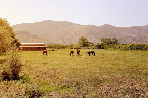 Uma manada de cavalos pastando em um prado de montanha com grama em uma noite ensolarada de primavera Épiro Grécia