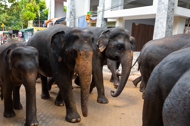 Uma manada de elefantes é conduzida por uma rua da cidade depois de nadar no rio. Orfanato de elefantes no Sri Lanka.