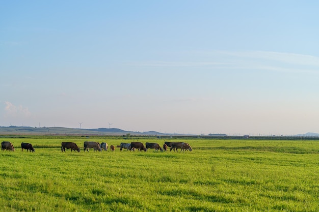 uma manada de elefantes está pastando em um campo com fundo de céu